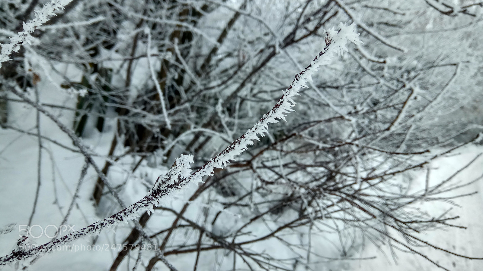 Xiaomi Redmi Note 4X sample photo. Untitled photography