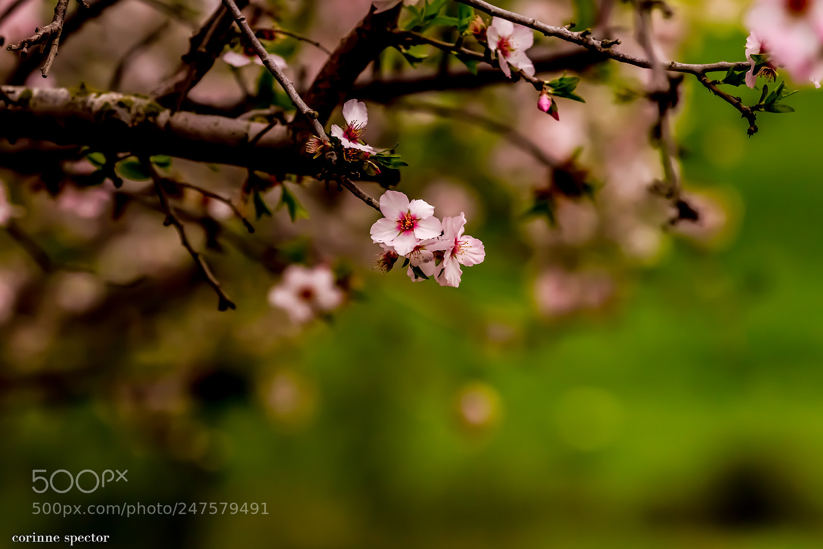 Canon EOS 7D sample photo. Facebook small photography