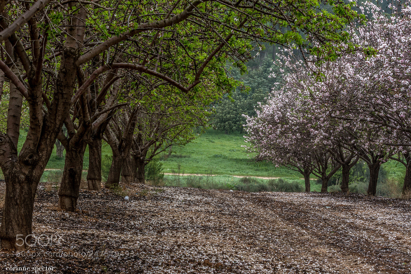 Canon EOS 7D sample photo. Facebook small photography