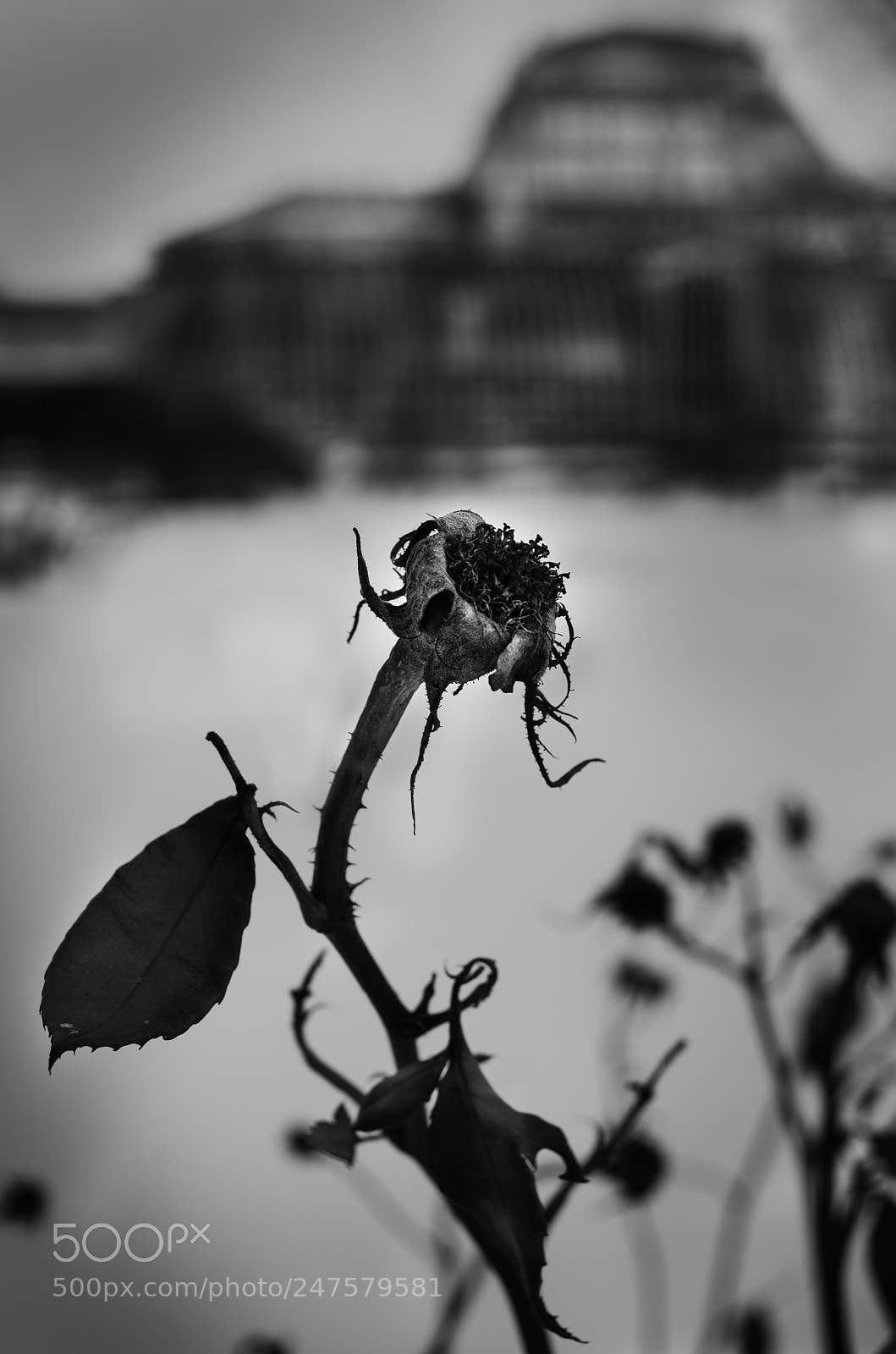 Pentax K-5 II sample photo. *** photography