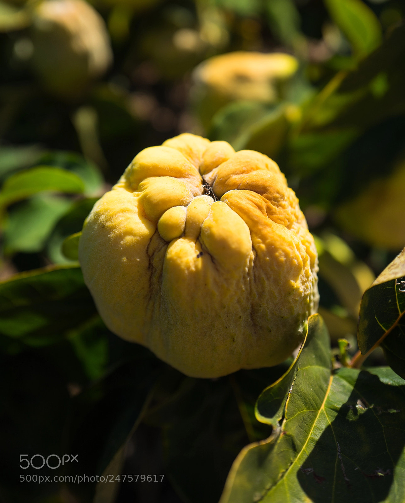 Leica Q (Typ 116) sample photo. Quince photography