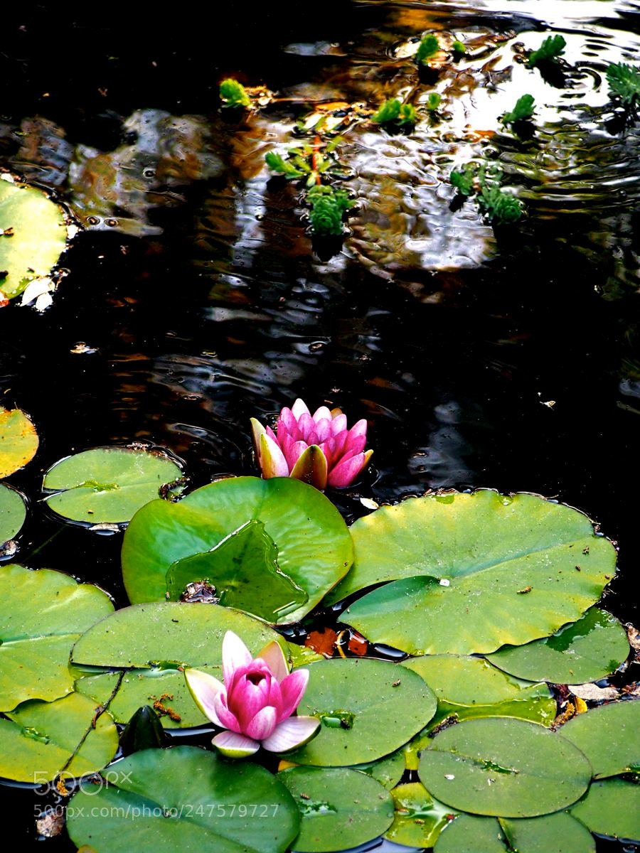 Olympus OM-D E-M5 sample photo. Nénuphar photography