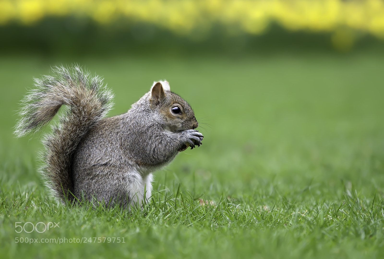 Canon EOS 5D Mark II sample photo. Squirrel eating nuts photography