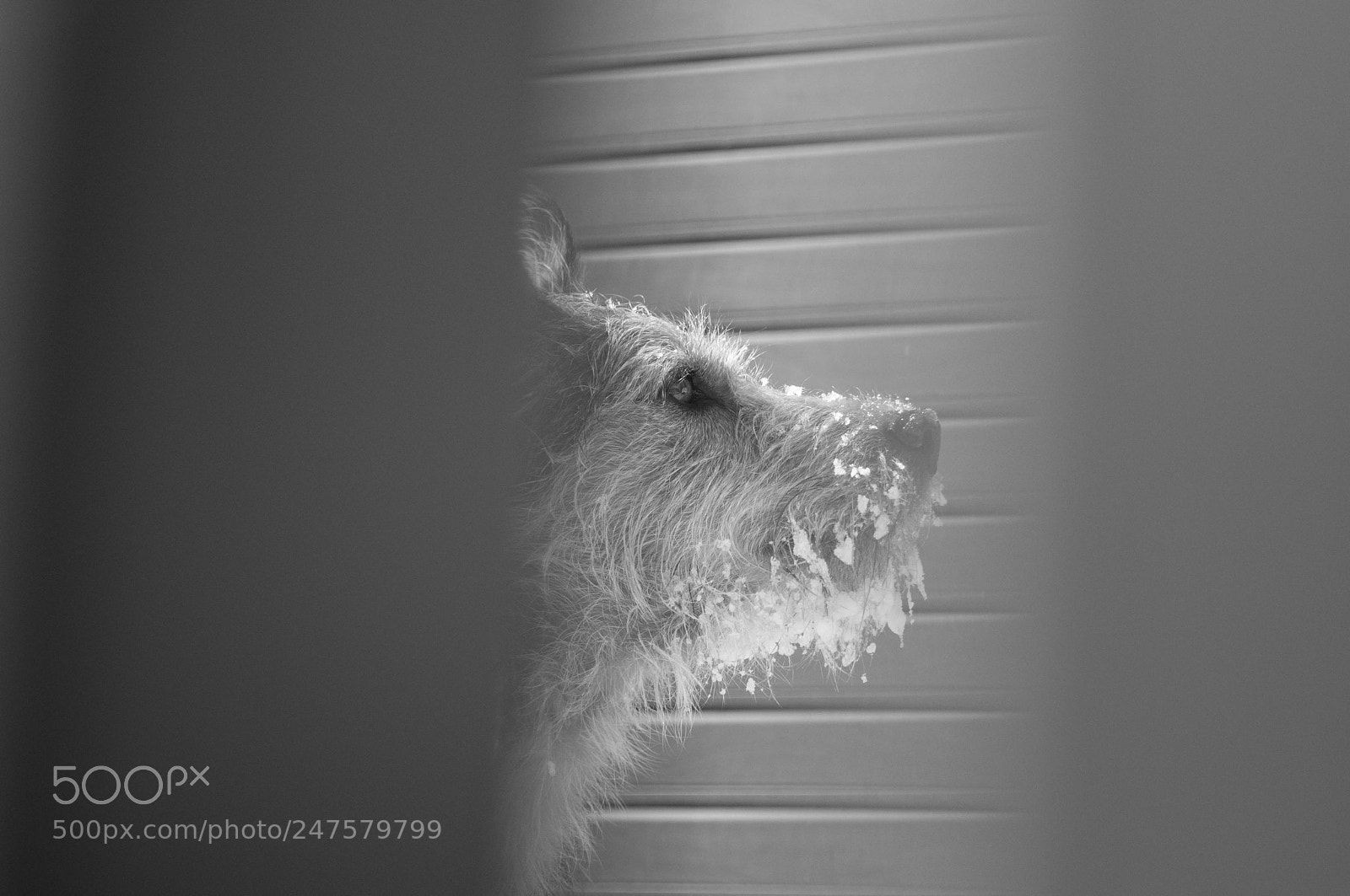 Nikon D300S sample photo. My snowy foxy photography
