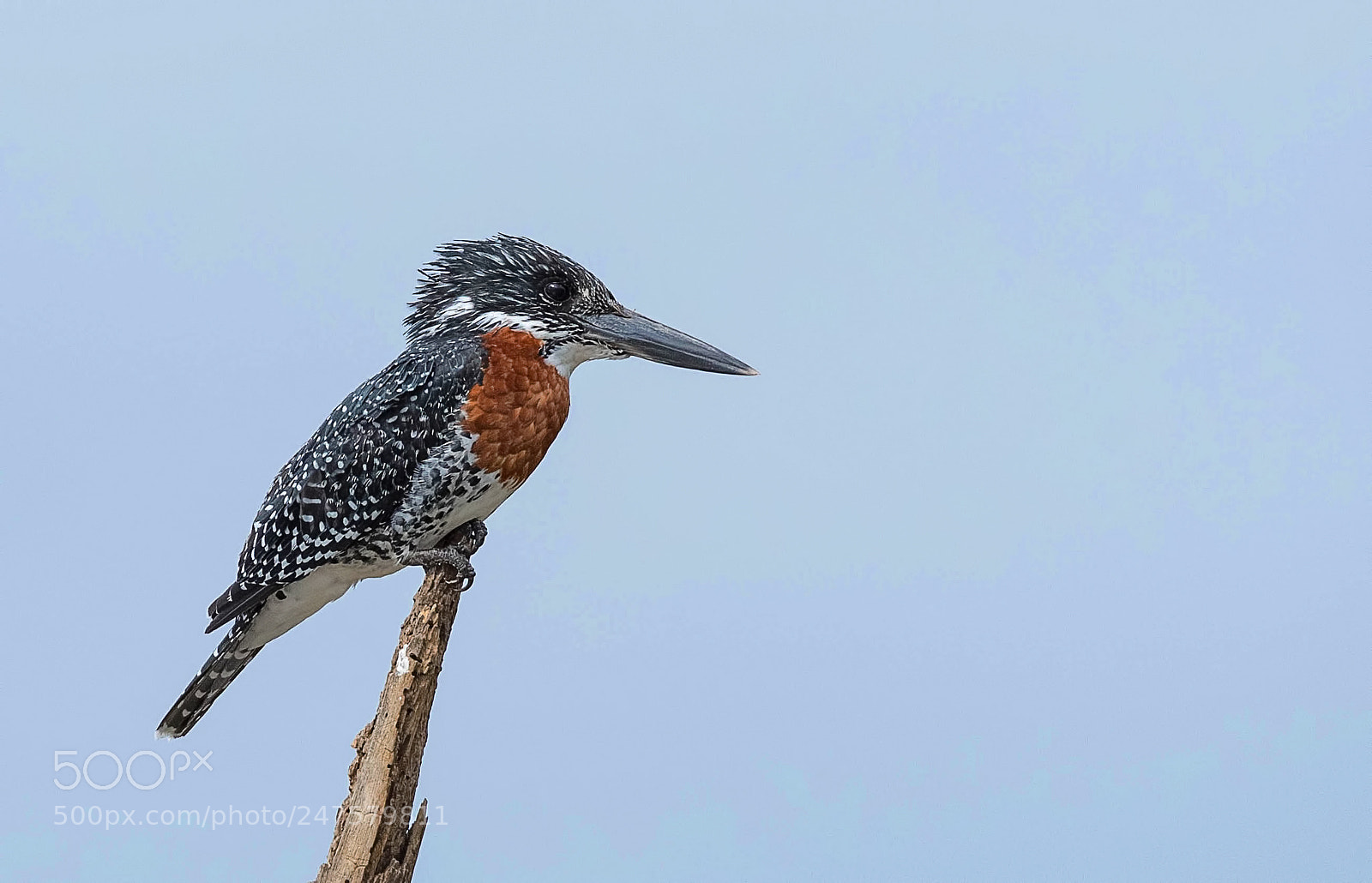 Nikon D500 sample photo. Giant kingfisher photography