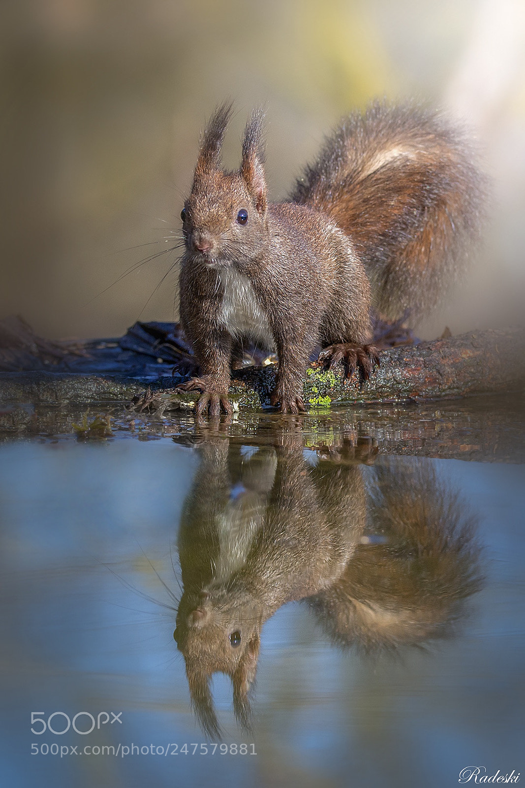 Nikon D800E sample photo. Scoiattolo curioso photography
