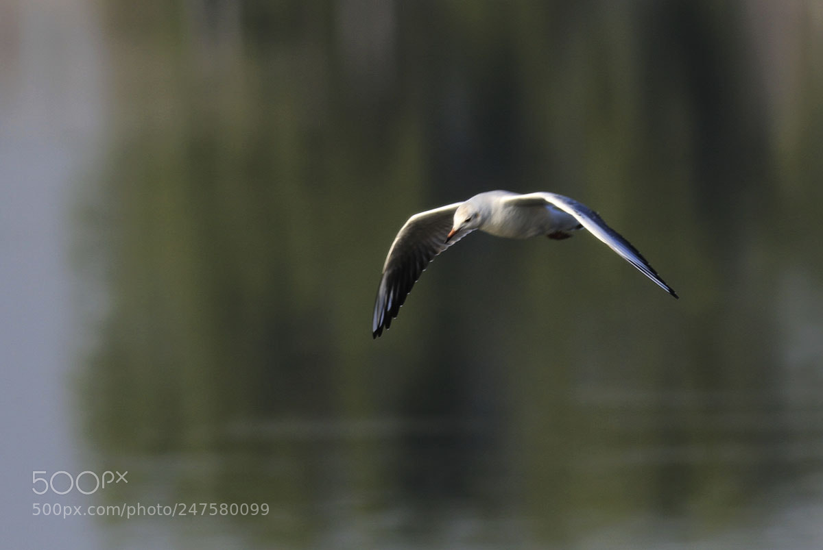 Canon EOS 7D sample photo. 海鸥gull photography