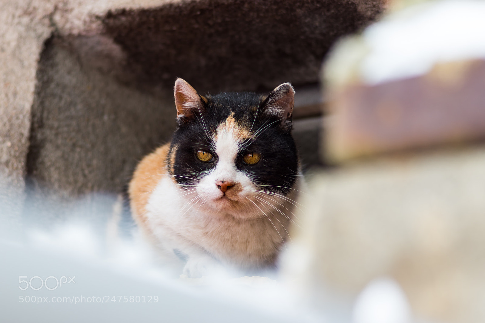 Sony SLT-A68 sample photo. Neighbor's cat photography