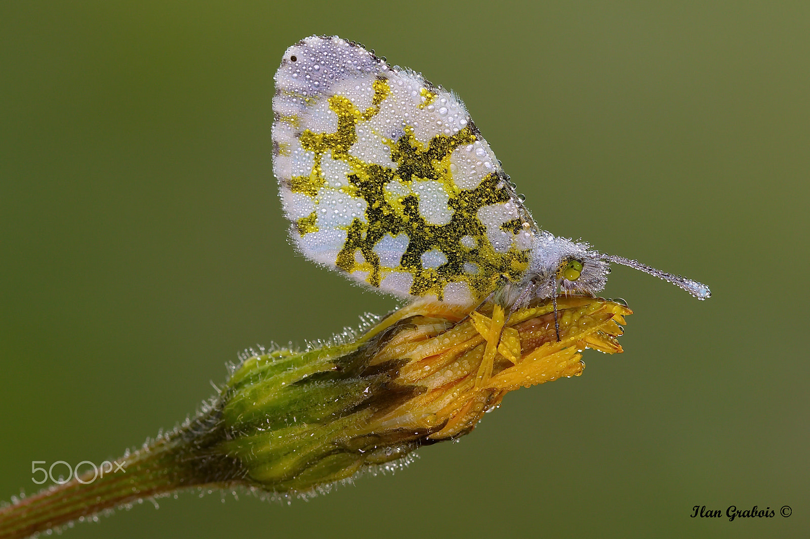 Canon EF 100mm F2.8L Macro IS USM sample photo. Доброе утро !! photography