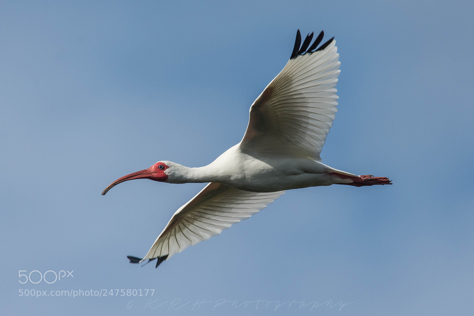 Nikon D7200 sample photo. White ibis photography