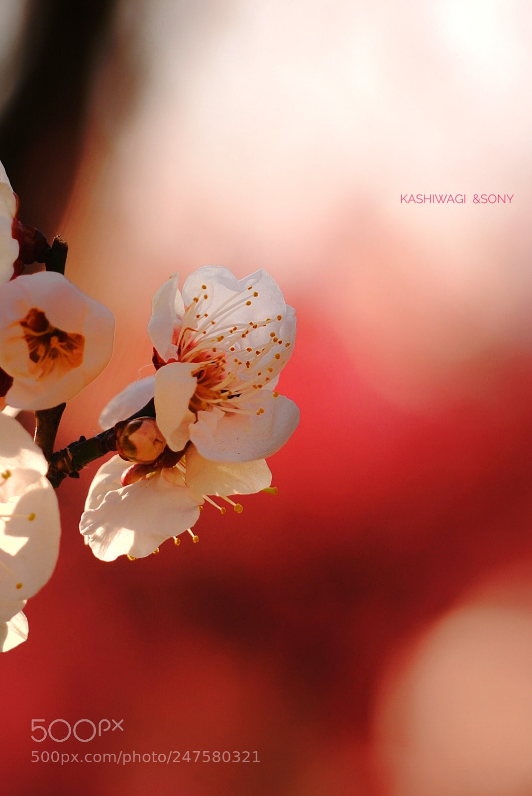 Sony a7 II sample photo. White plum blossoming elegantly photography