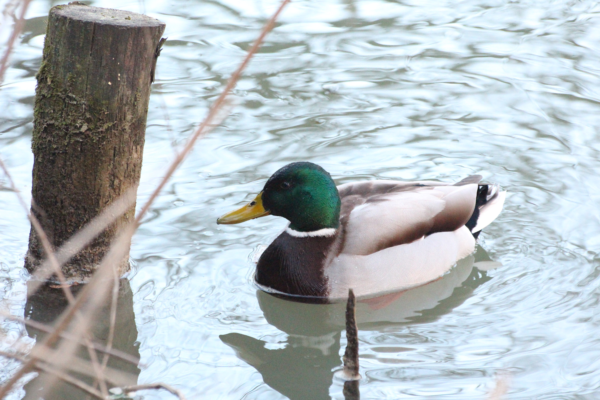 Canon EOS 650D (EOS Rebel T4i / EOS Kiss X6i) sample photo. My name is daffy photography