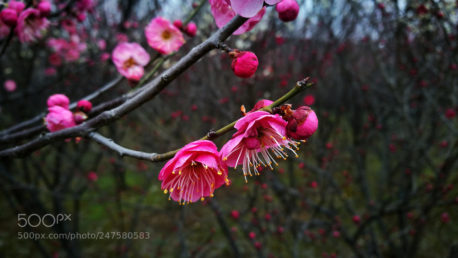 HUAWEI P9 sample photo. 问梅 photography