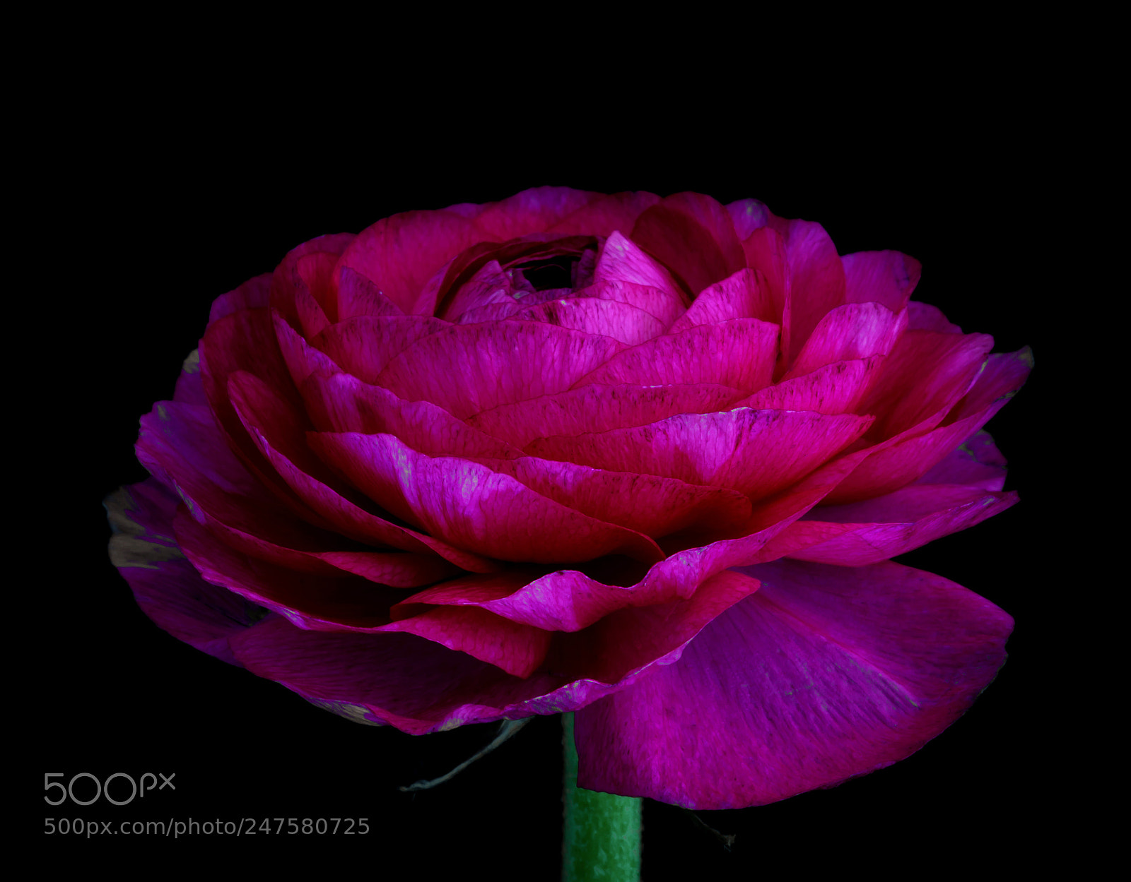 Canon EOS 60D sample photo. Ranunculus photography