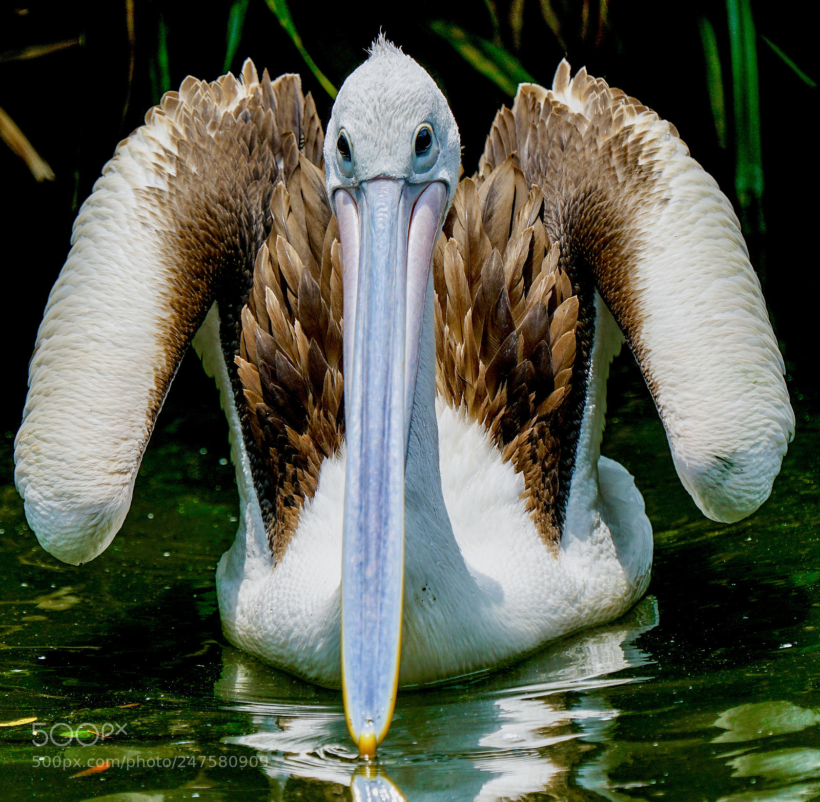 Sony a7R II sample photo. Pelican photography