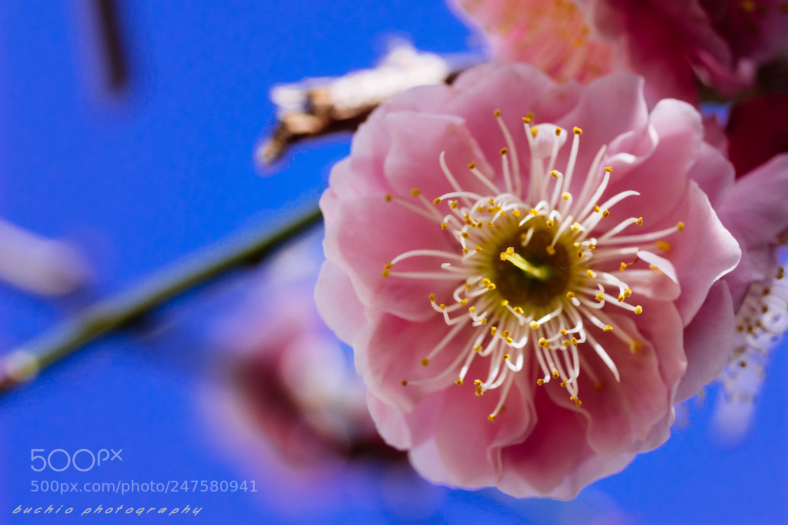Olympus OM-D E-M1 sample photo. Japanese apricot photography