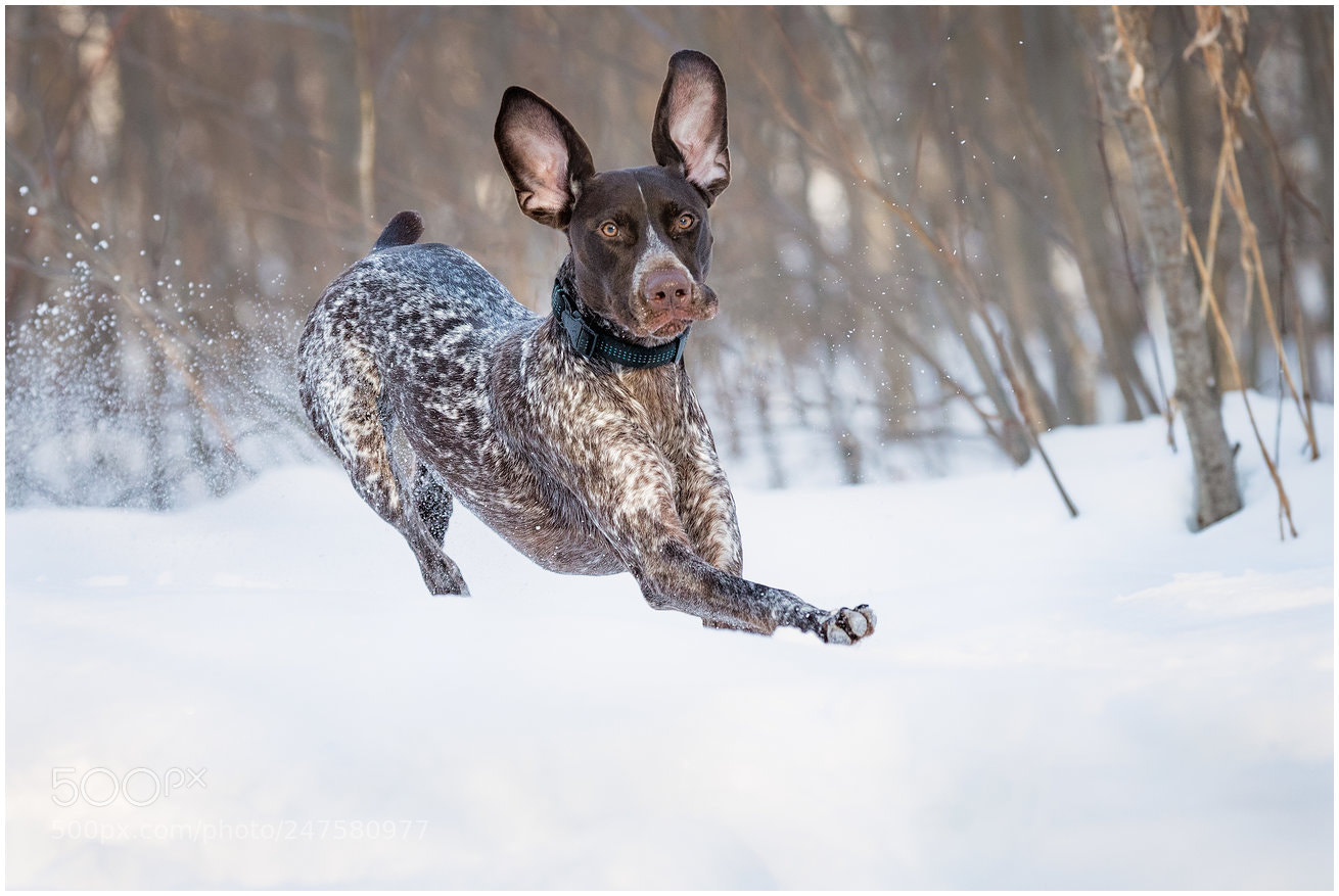 Canon EOS-1D X Mark II sample photo. German shorthaired pointer photography