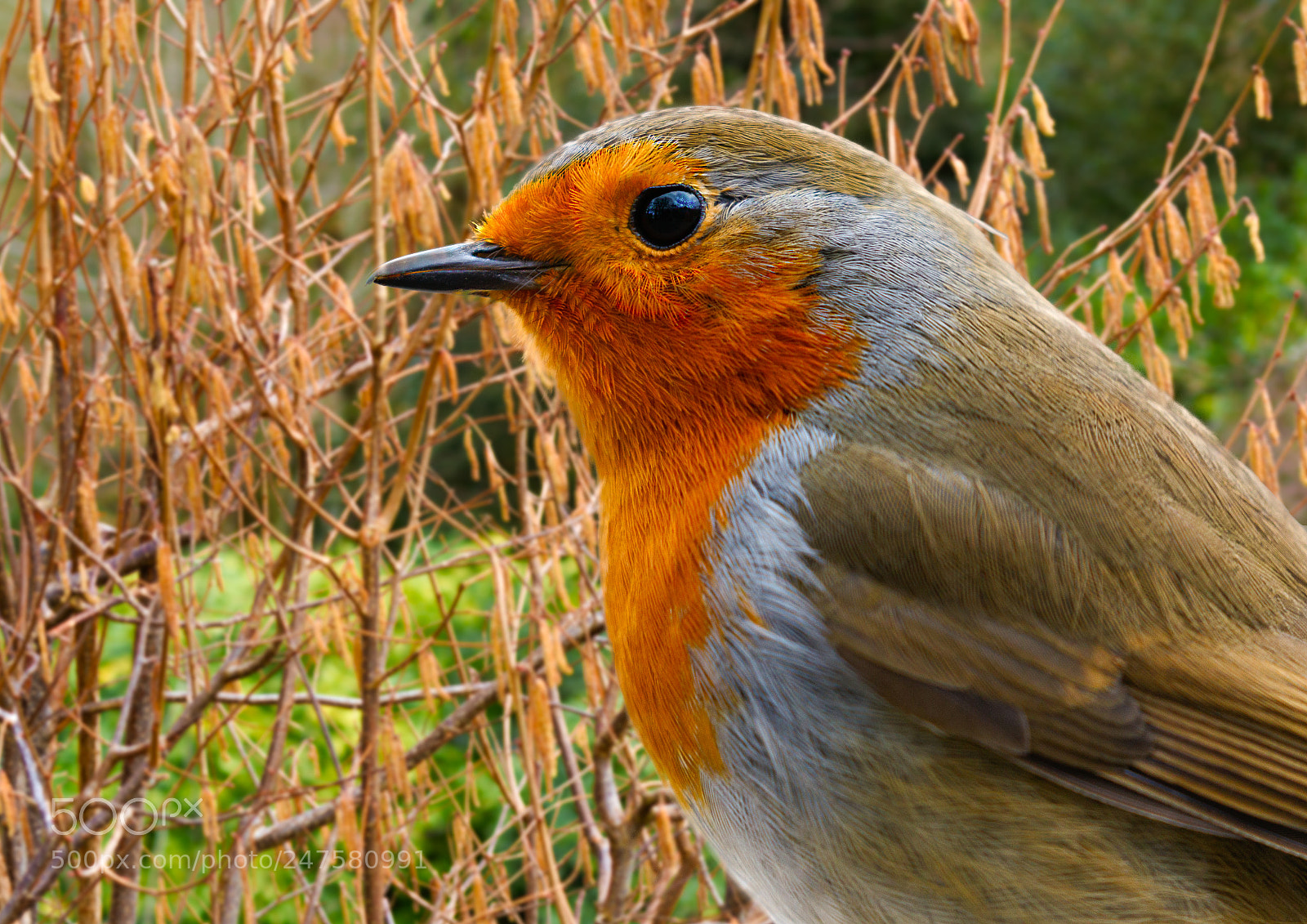 Canon EOS 7D Mark II sample photo. Robin photography