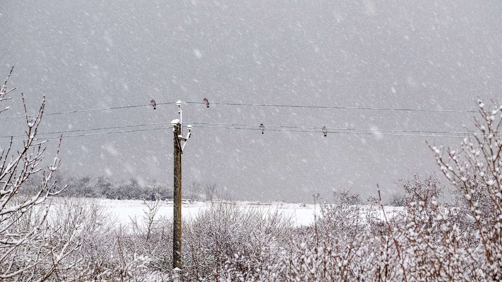 Fujifilm X-T2 sample photo. Out in the cold photography