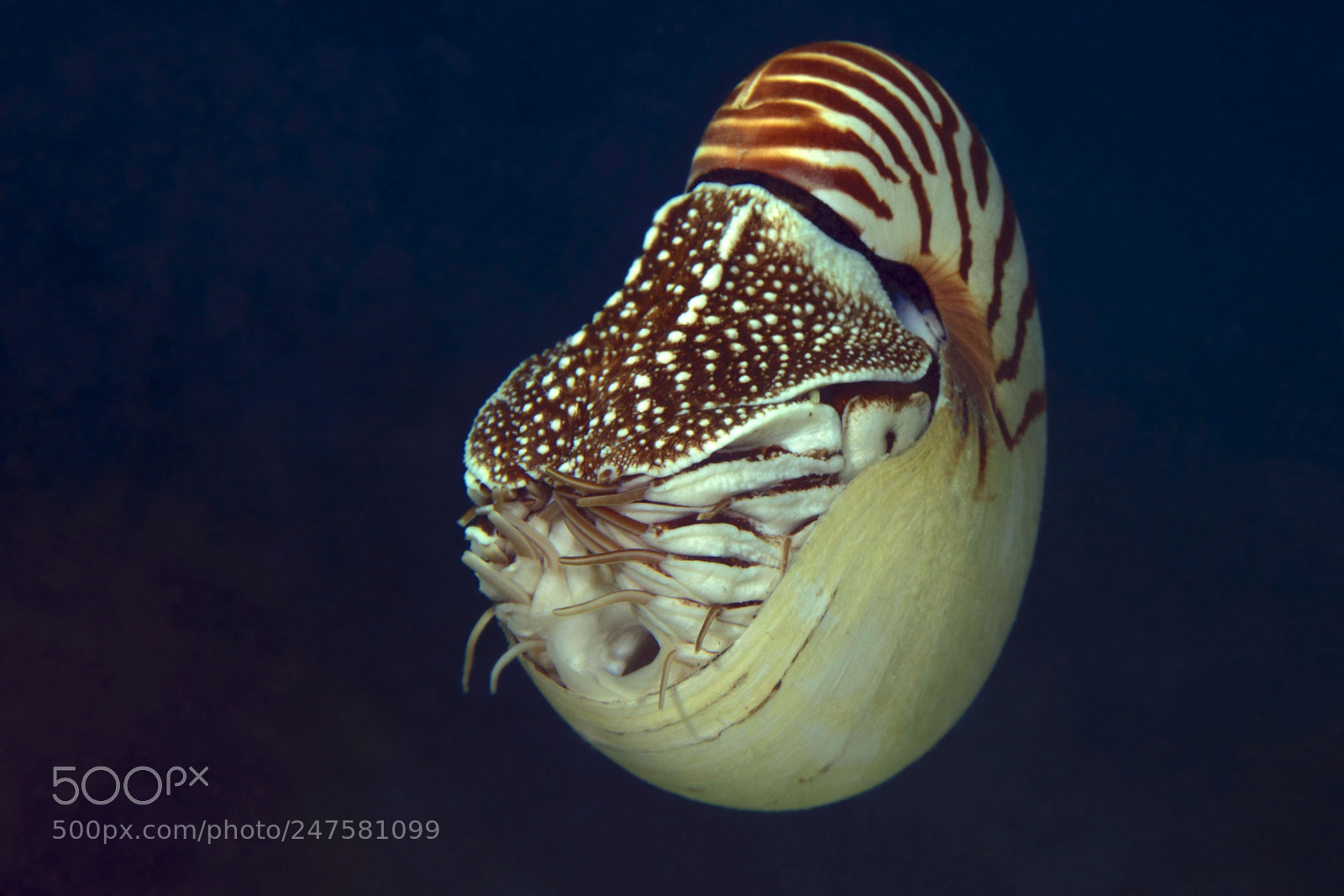 Canon EOS 5DS R sample photo. Nautilus pompilius photography