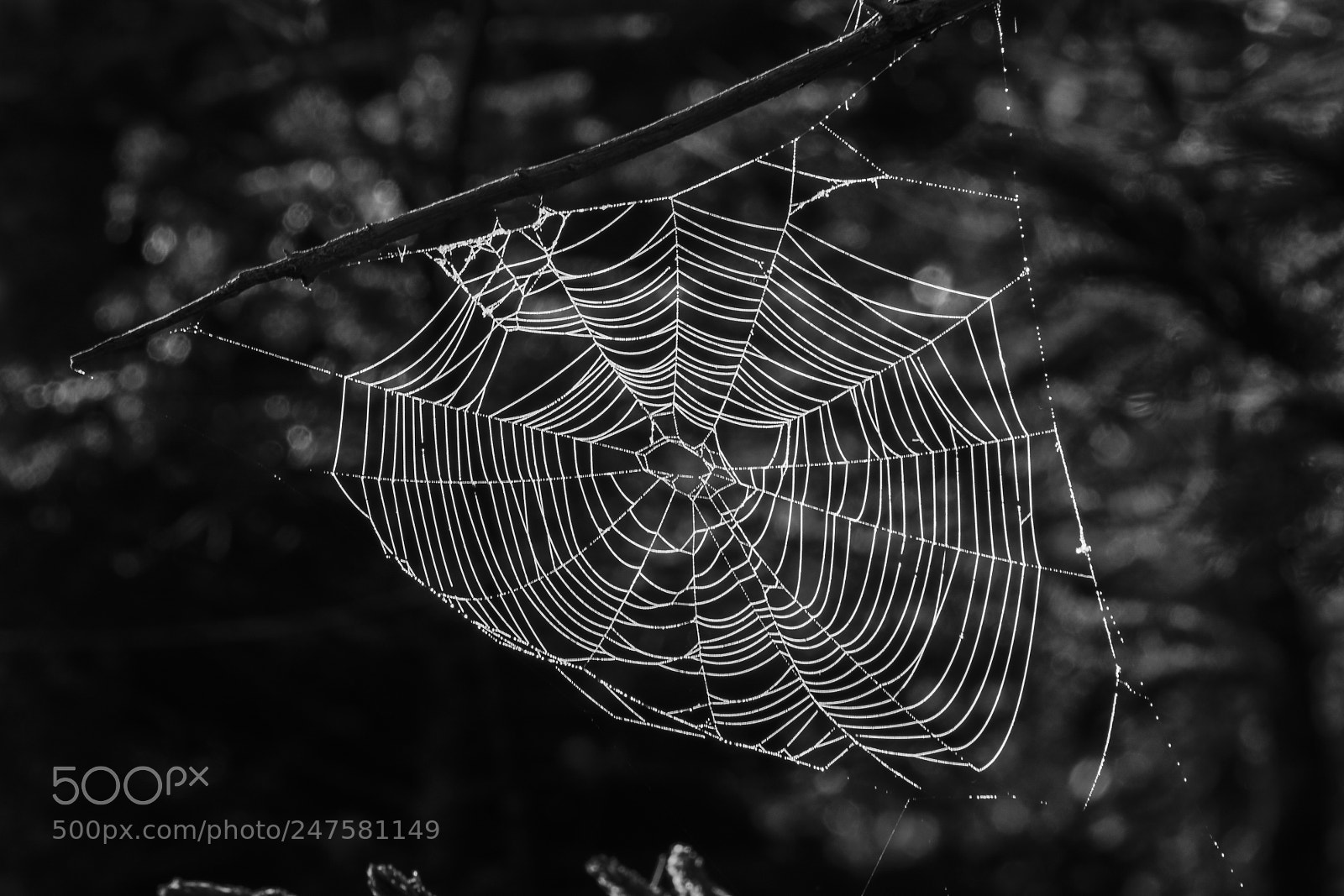 Nikon D90 sample photo. Dewy spider web photography