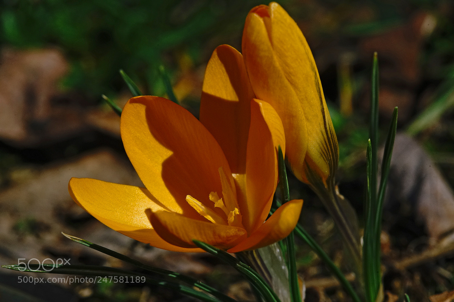 Sony a7R II sample photo. L'il pot o' gold photography