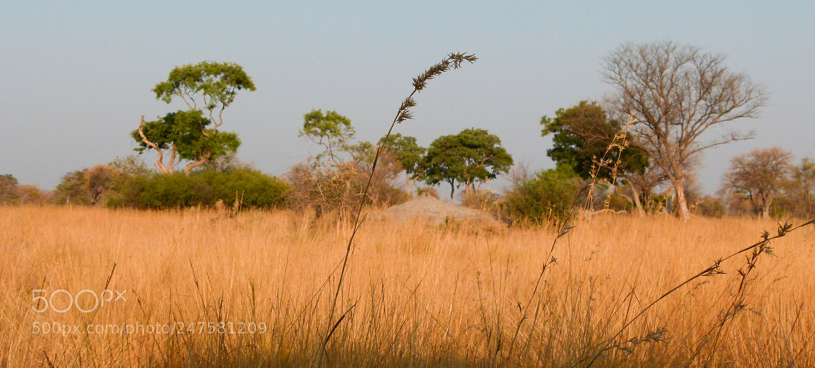 Panasonic Lumix DMC-FZ100 sample photo. African savanna photography