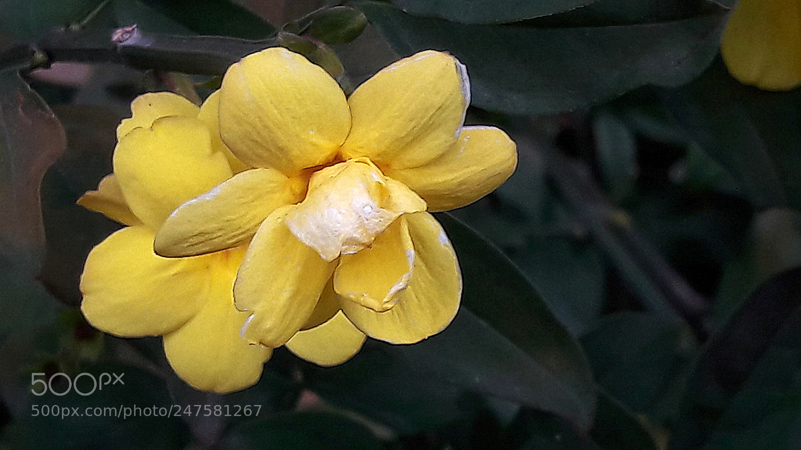 Samsung Galaxy A5(2016) sample photo. Yellow photography