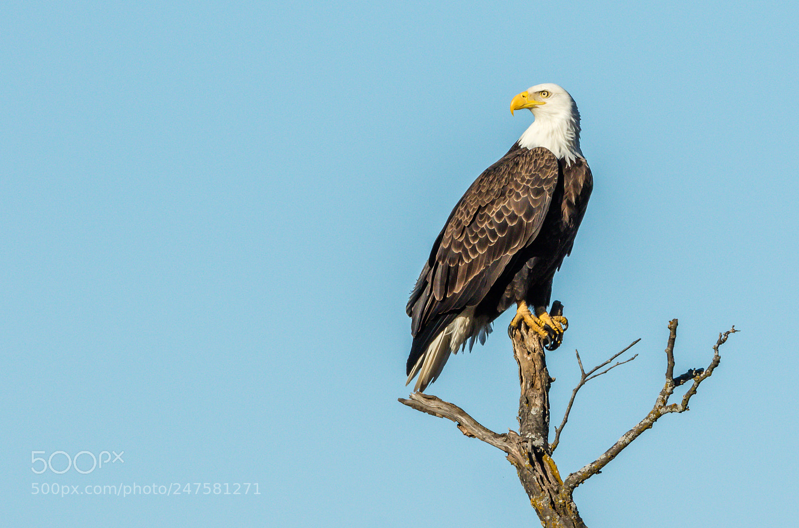 Canon EOS 7D Mark II sample photo. Bald eagle photography