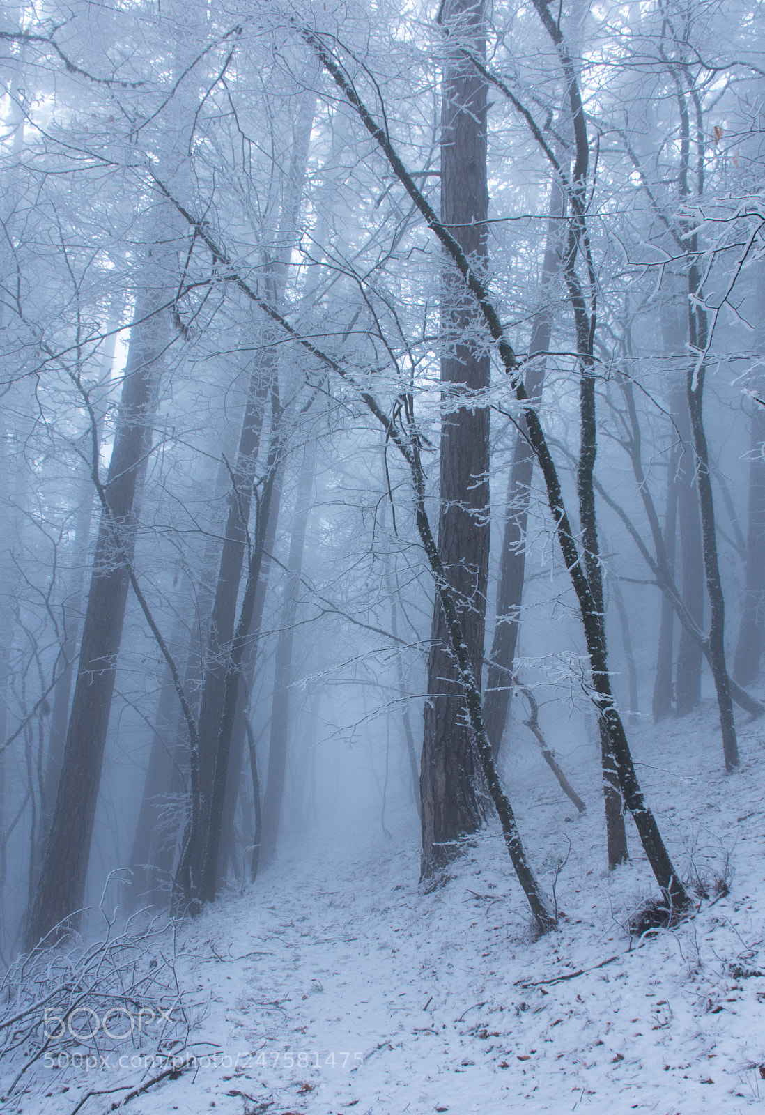 Nikon D7200 sample photo. Winter forest photography