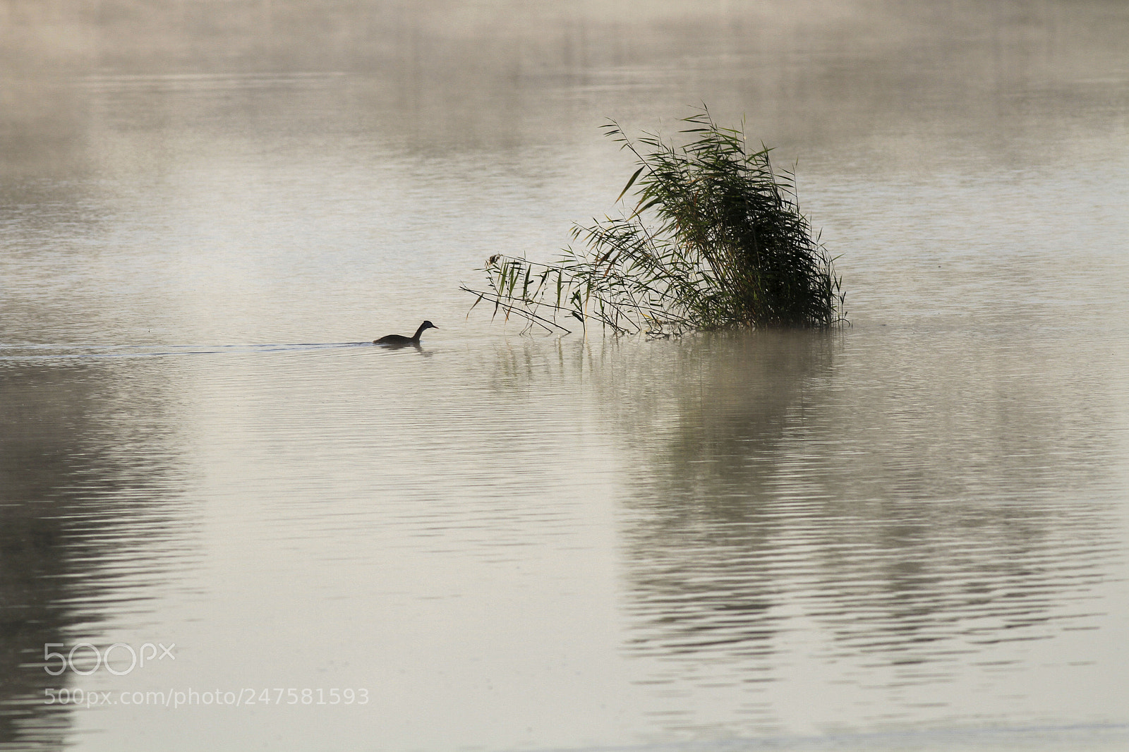 Canon EOS 7D sample photo. 凤头鸊鷉 photography