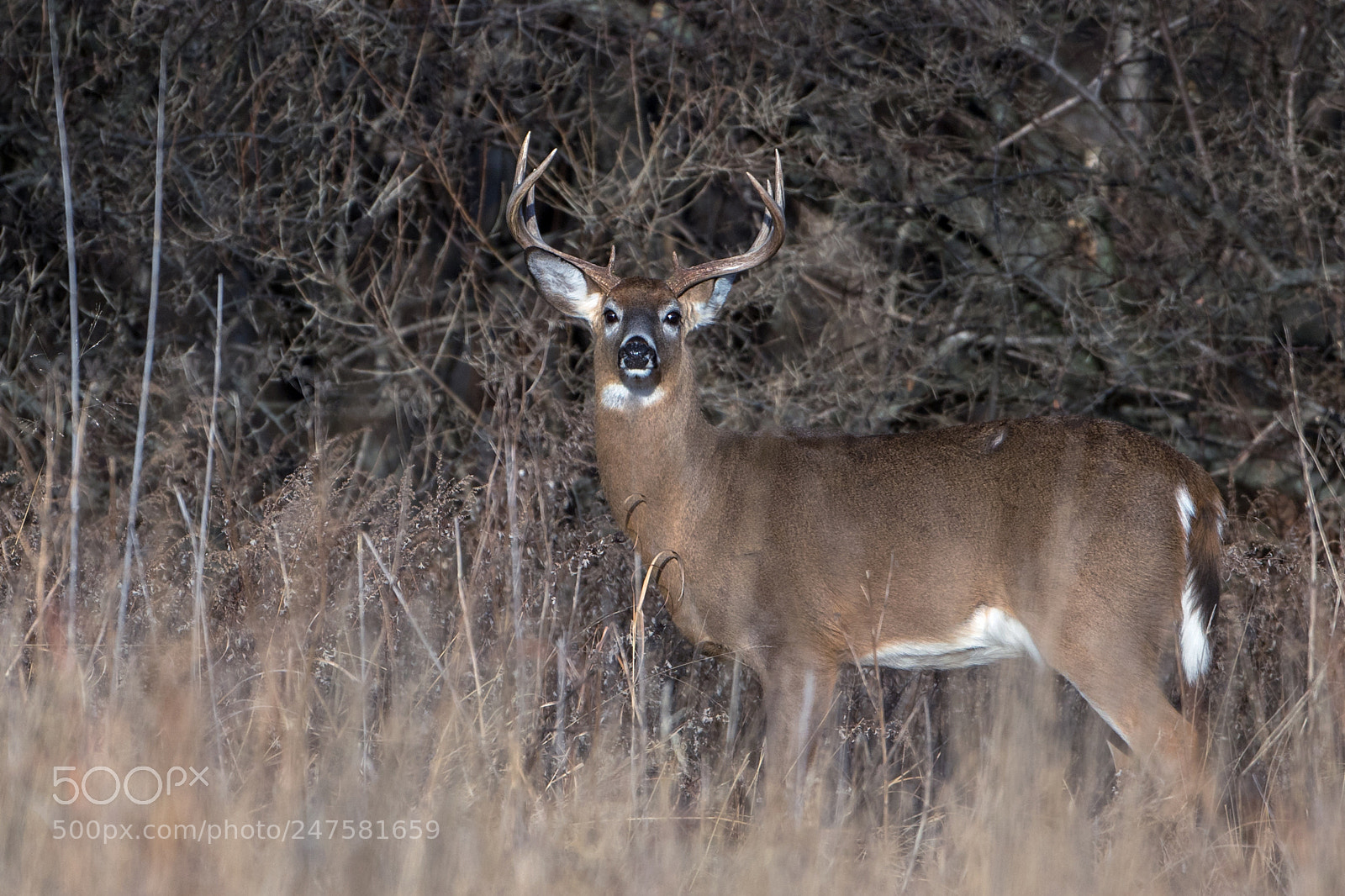 Canon EOS 7D Mark II sample photo. Nice rack photography