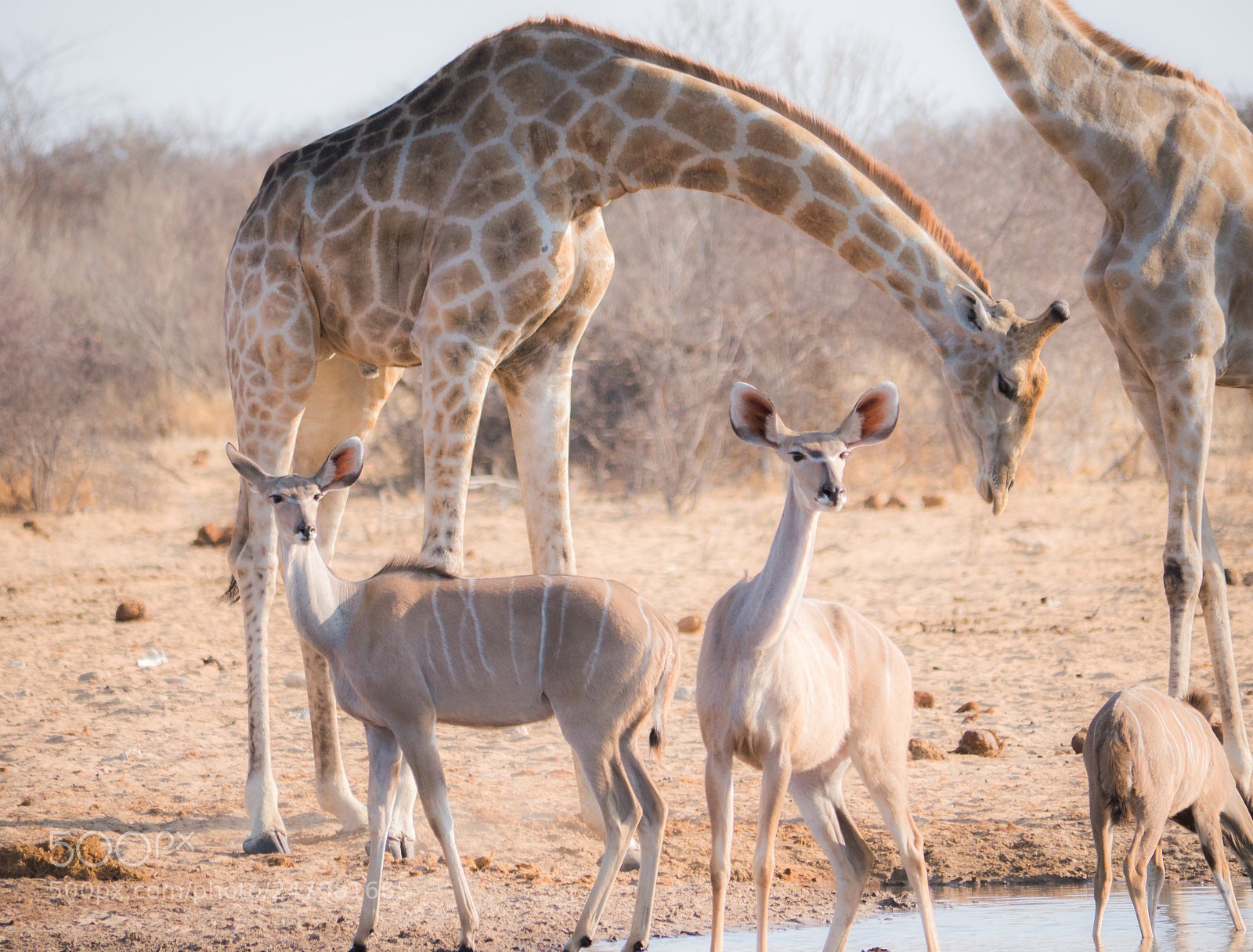 Panasonic DMC-G70 sample photo. On the waterhole photography