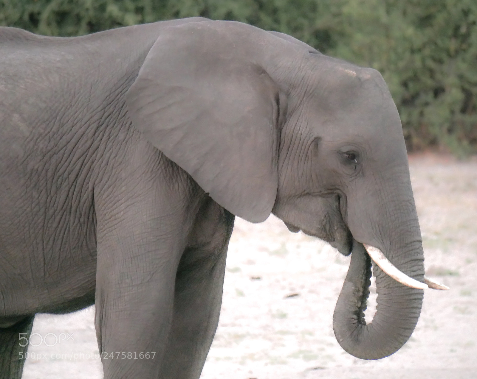 Panasonic DMC-G70 sample photo. Elephant photography