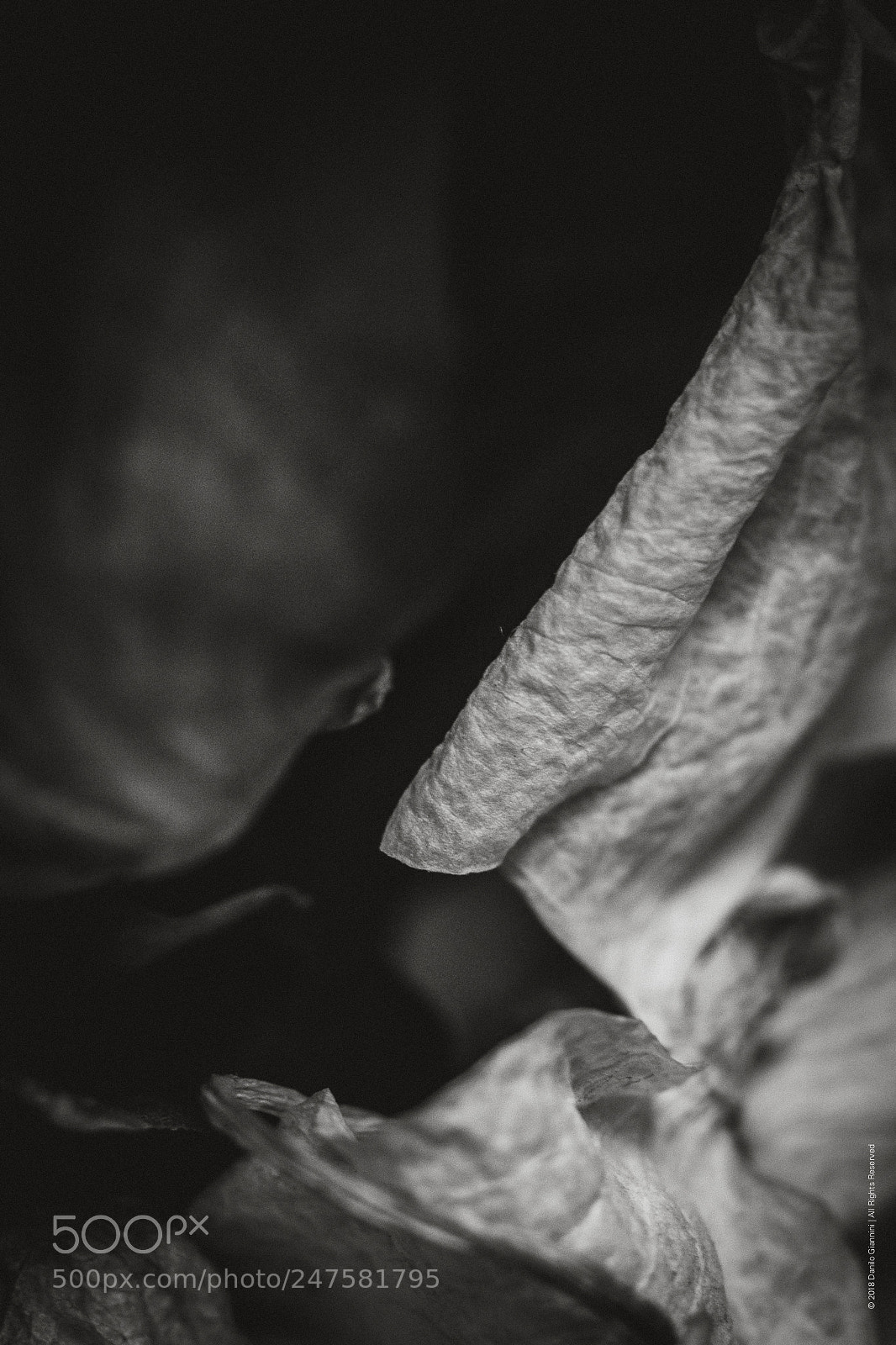 Fujifilm X-Pro2 sample photo. Dying flowers ii photography