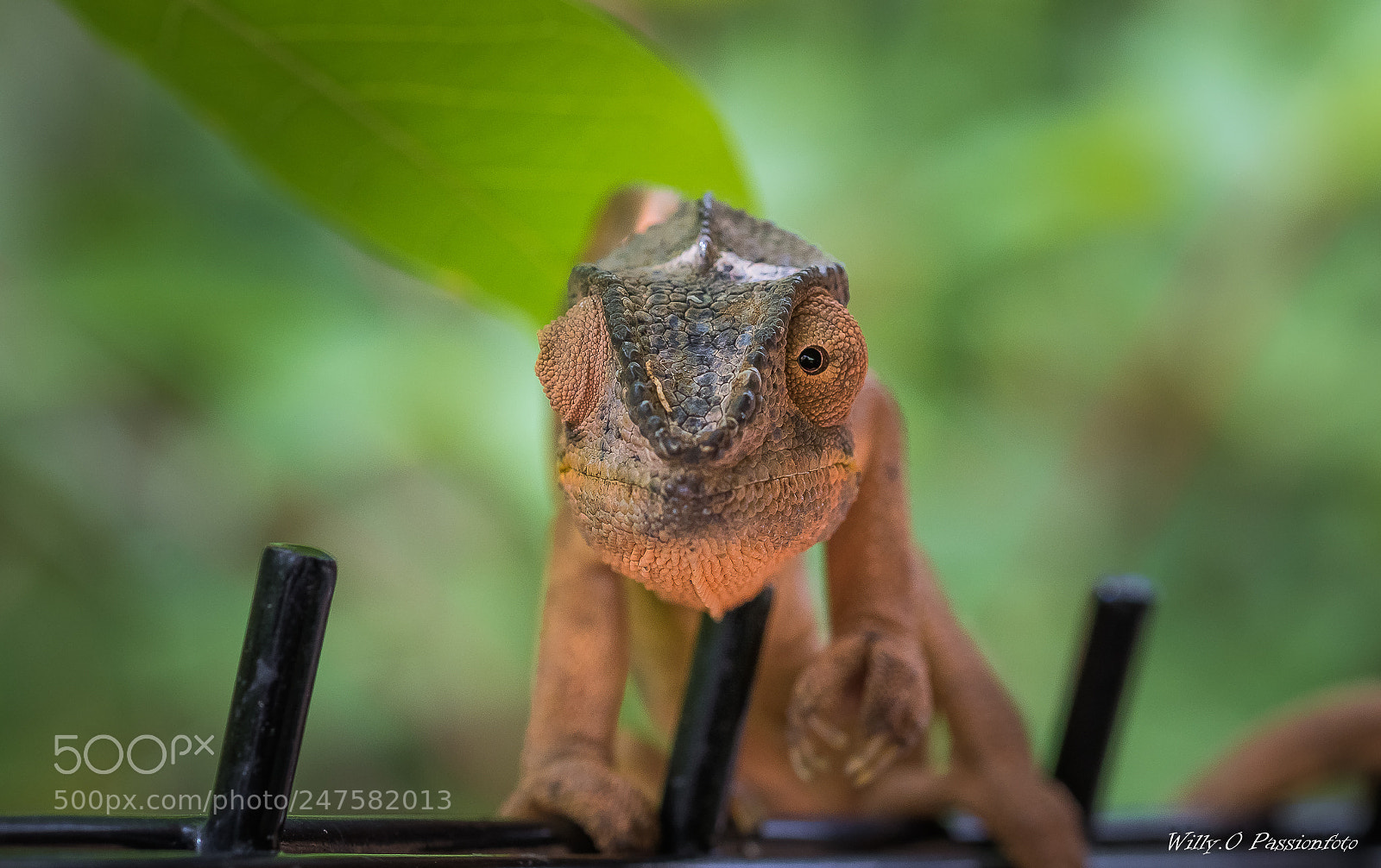 Canon EOS 7D Mark II sample photo. Caméléon femelle photography