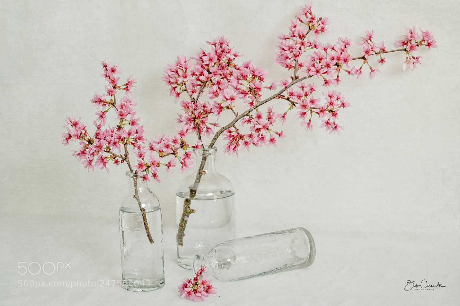 Sony a7R II sample photo. Cherry blossoms photography