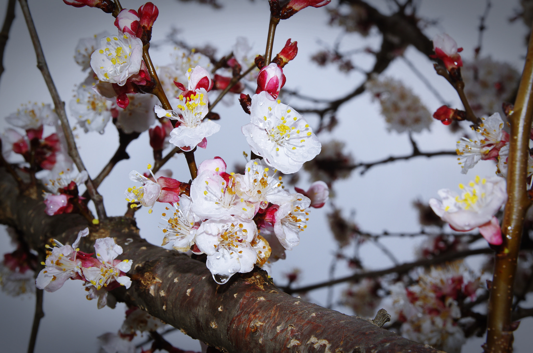 Pentax K-5 sample photo. Hatay'da bahar / spring in hatay (with apricot blossoms) photography