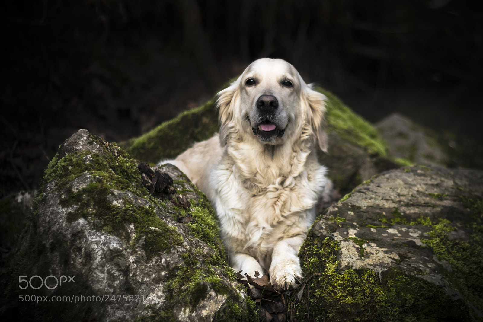 Canon EOS 80D sample photo. Golden retriever photography