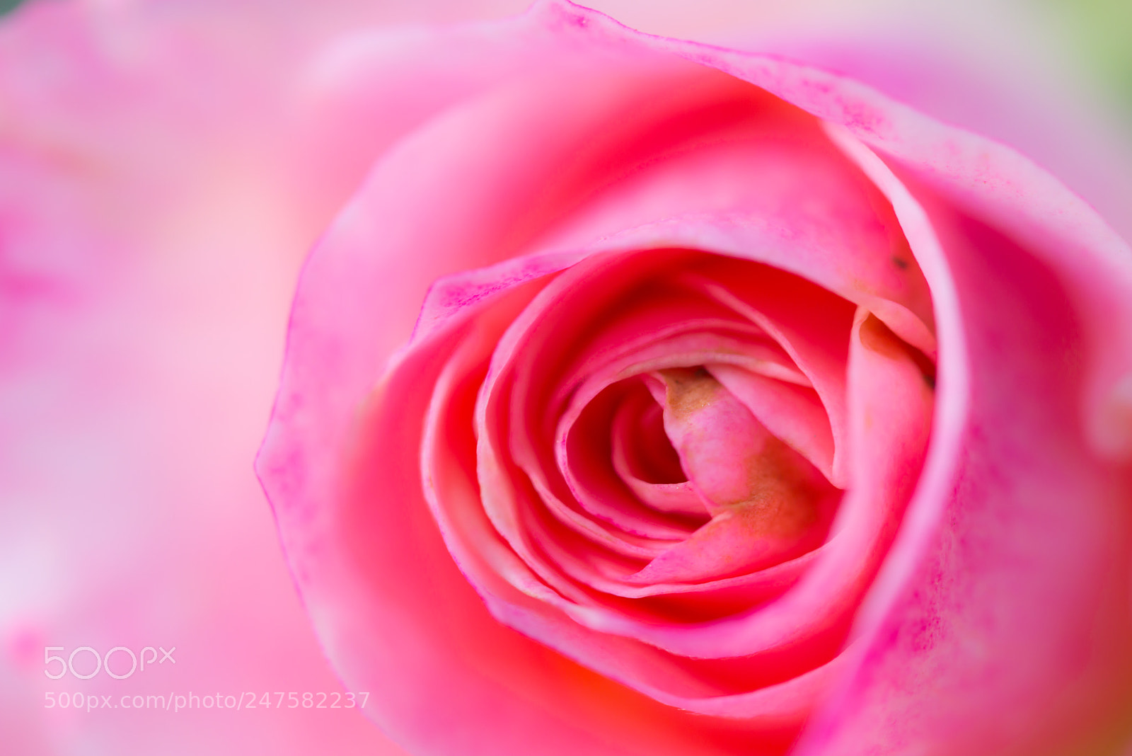 Nikon D800 sample photo. Close up beautiful pink photography
