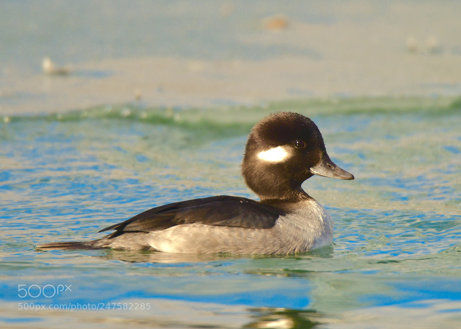 Nikon D850 sample photo. A cute female bufflehead photography
