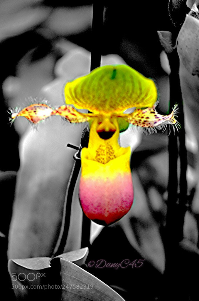 Nikon D5100 sample photo. Fleurs photography