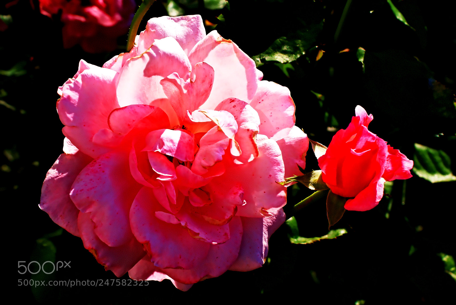 Sony Alpha DSLR-A100 sample photo. R a x,rose x photography