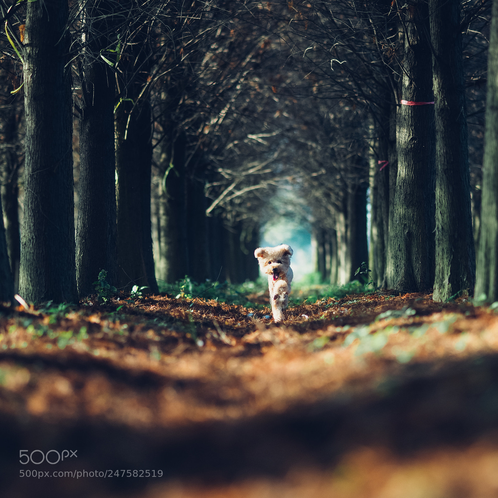 Olympus PEN-F sample photo. Dog｜running photography