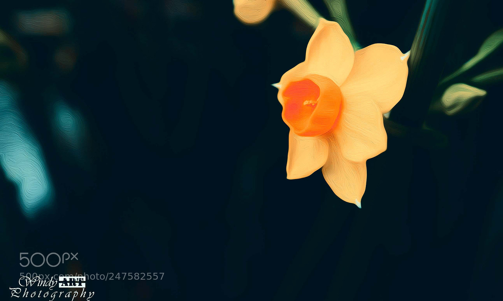 Fujifilm X-T20 sample photo. Narcissus photography