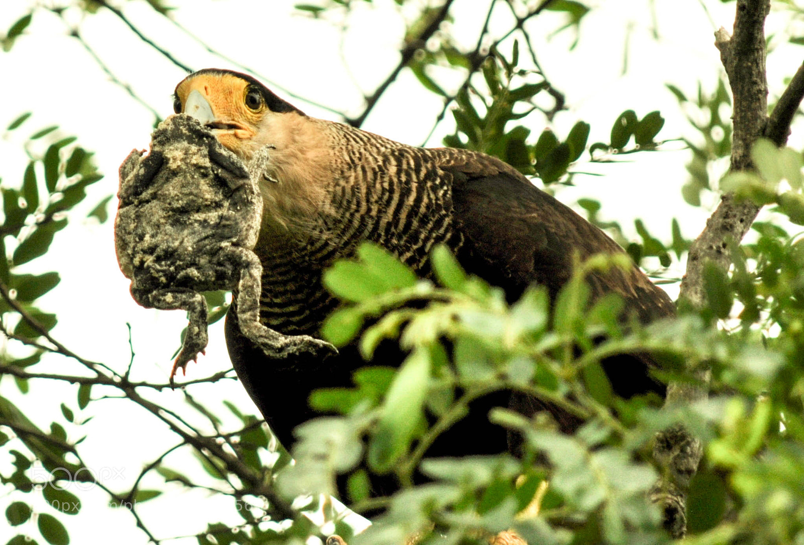 Nikon D5000 sample photo. Carcará (caracara plancus) photography