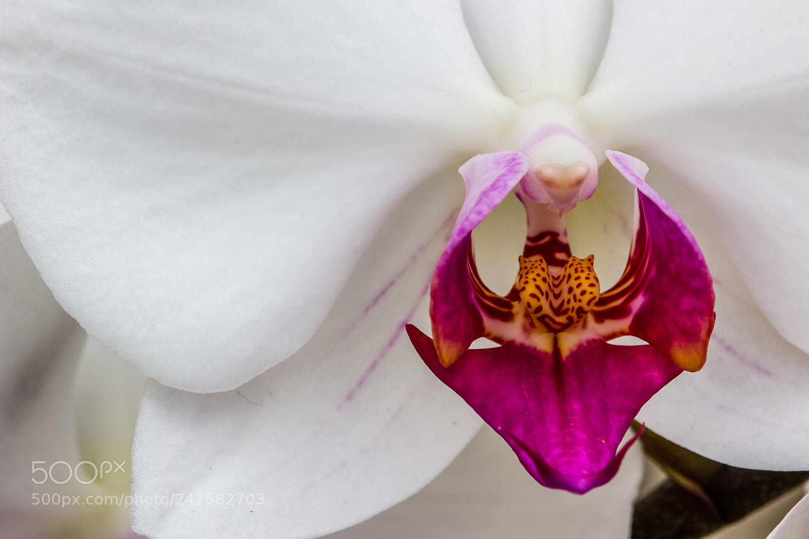 Canon EOS 60D sample photo. The white orchid photography