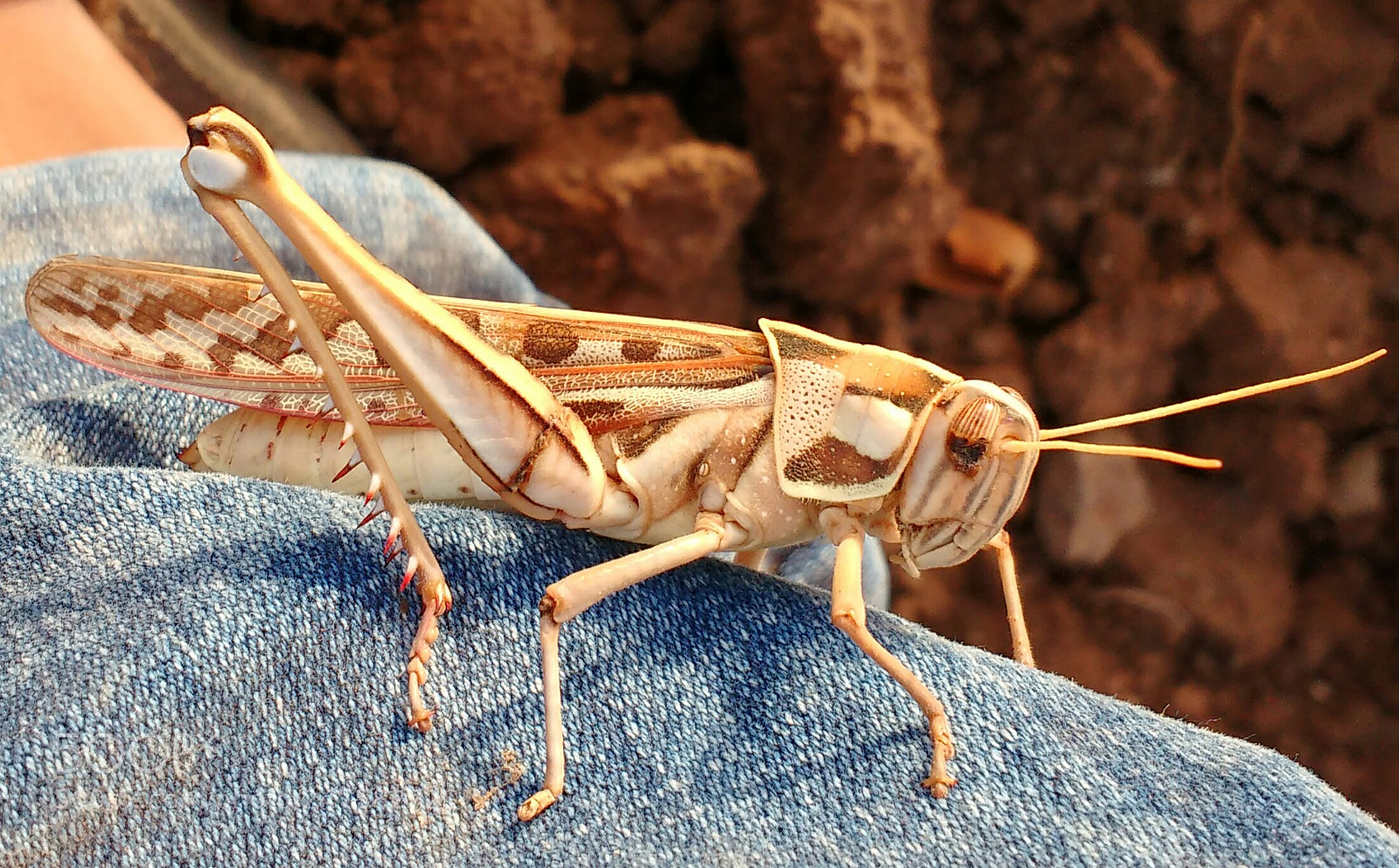 Motorola MotoG3 sample photo. Grasshopper photography