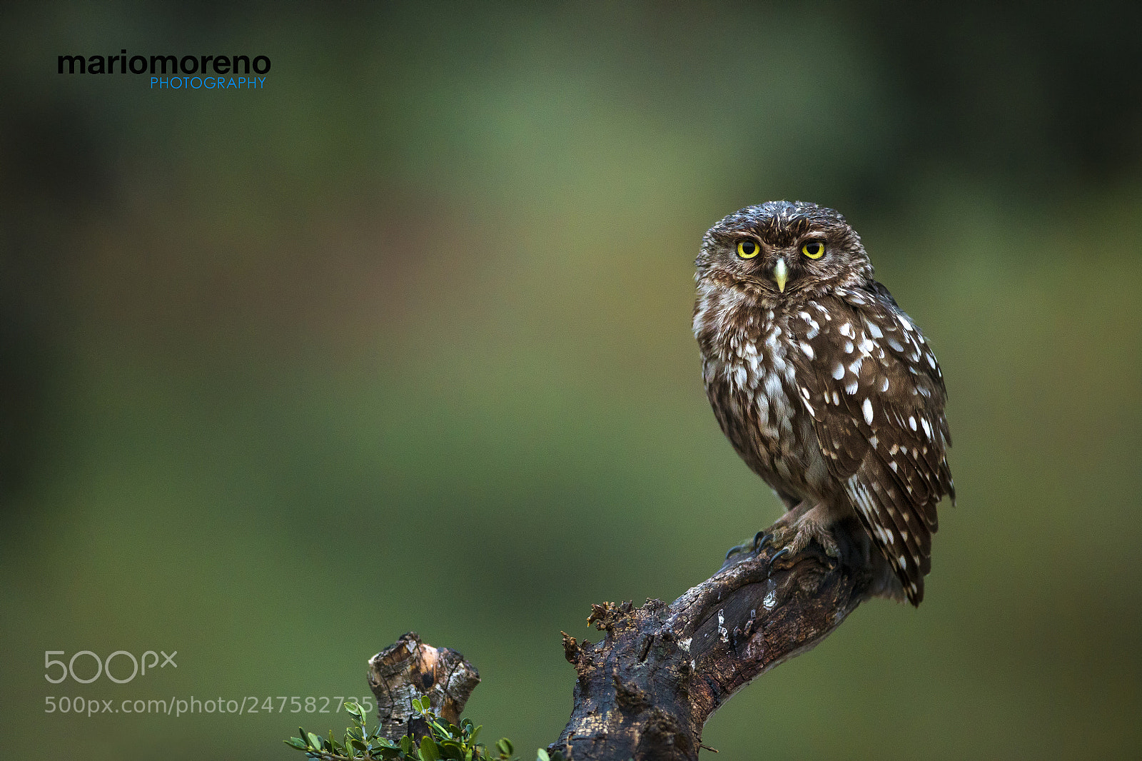 Canon EOS-1D X sample photo. Little owl pose photography