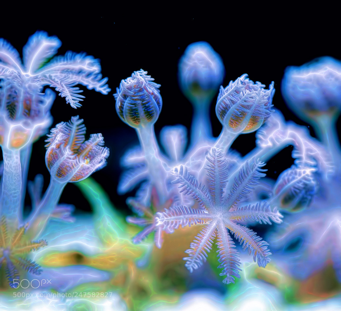 Olympus OM-D E-M10 II sample photo. Energy underwater photography